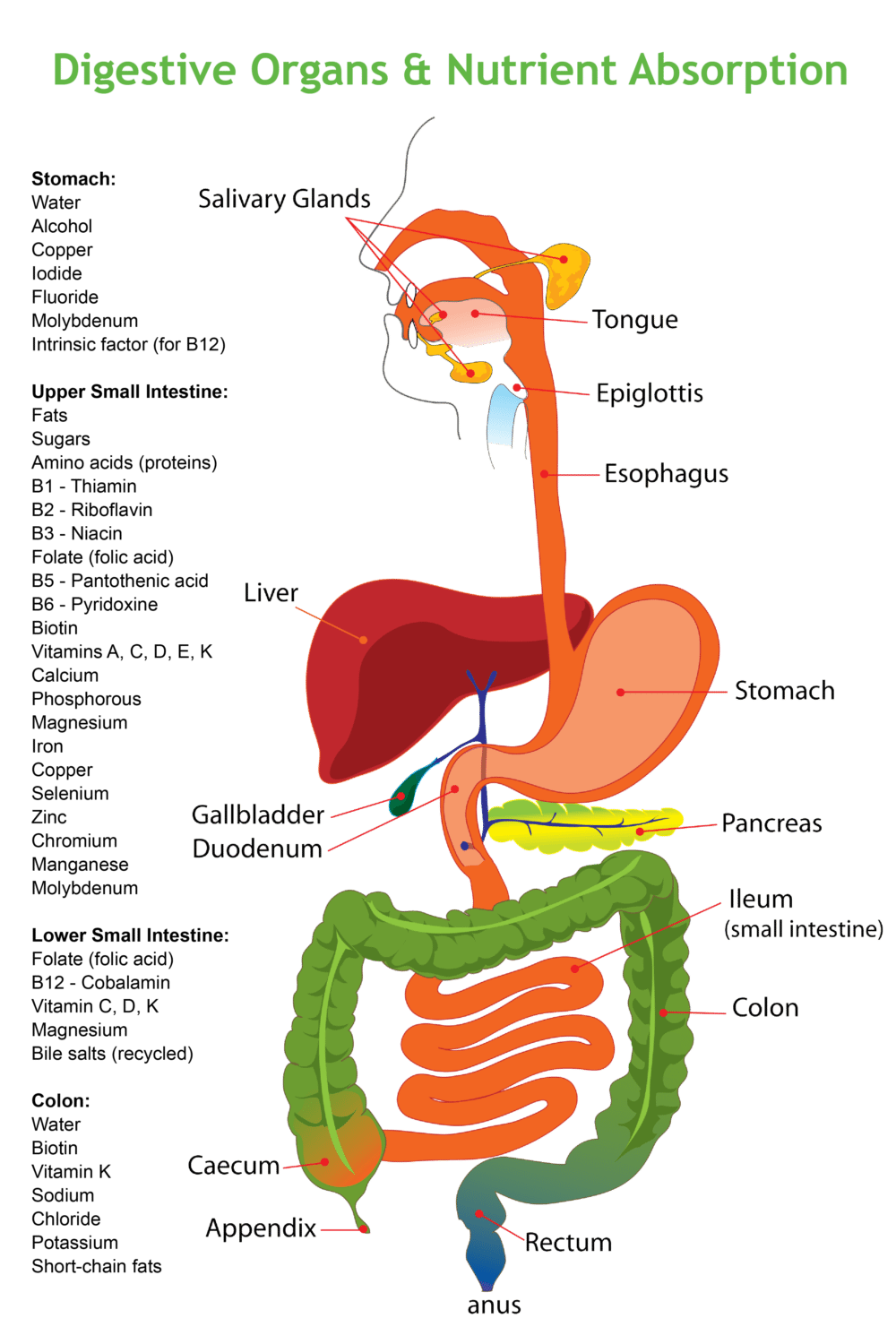Where your digestive tract absorbs nutrients--how it works