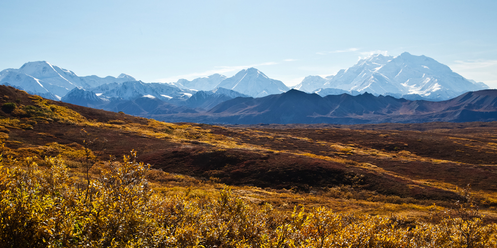 Denali and the Alaska Range rise above blazing autumn colors