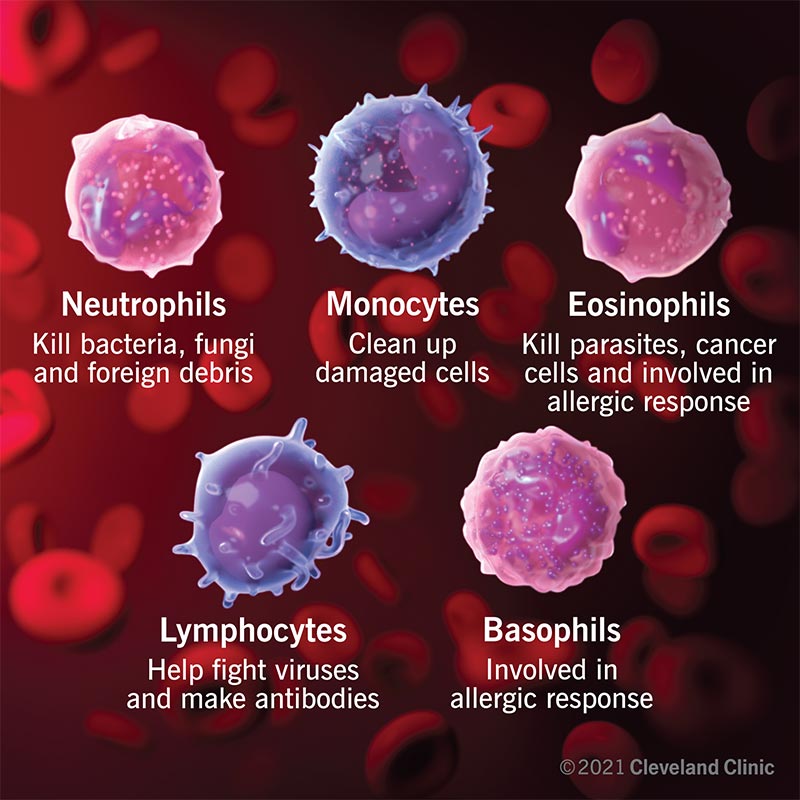 types of white cells and what they address