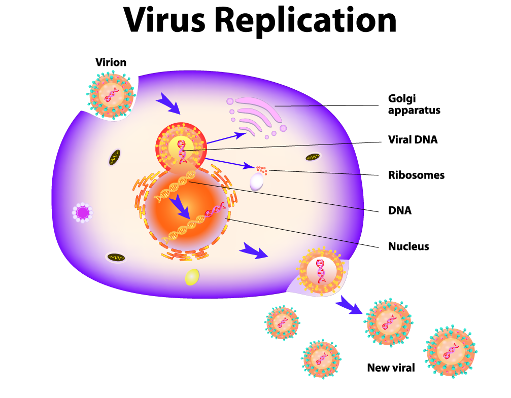 corona virus infection