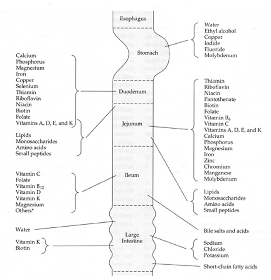 Where nuritients are absorbed in the intestine