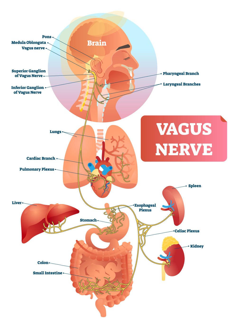 Image of the organs our vagus nerve signals to the brain
