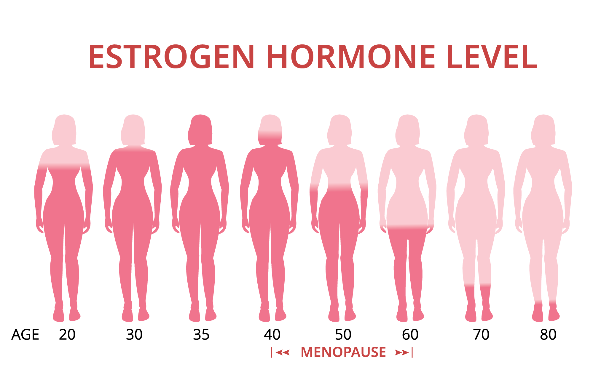 Estrogen changes throughout life