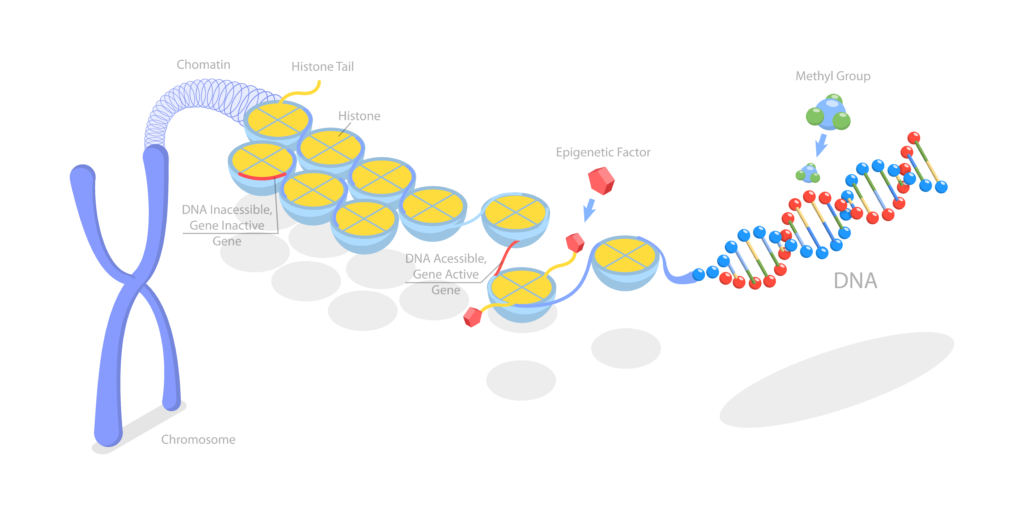 Explanatory diagram of epigenetics