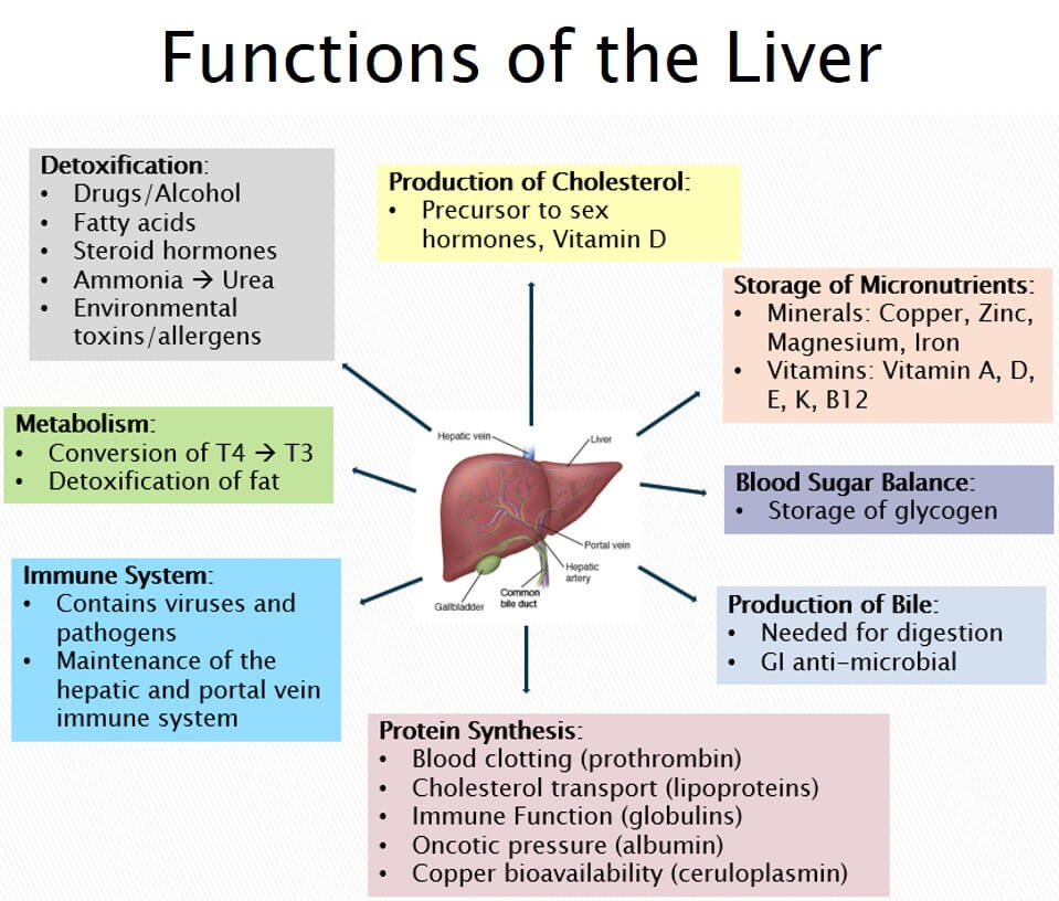 Liver functions and key indicators