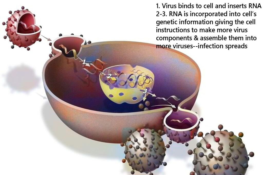 How COVID infects a cell using the surface spike protein then makes copies of itself to infect other cells