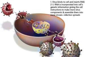 How retroviruses like COVID, Flu, Rhinoviruses... work