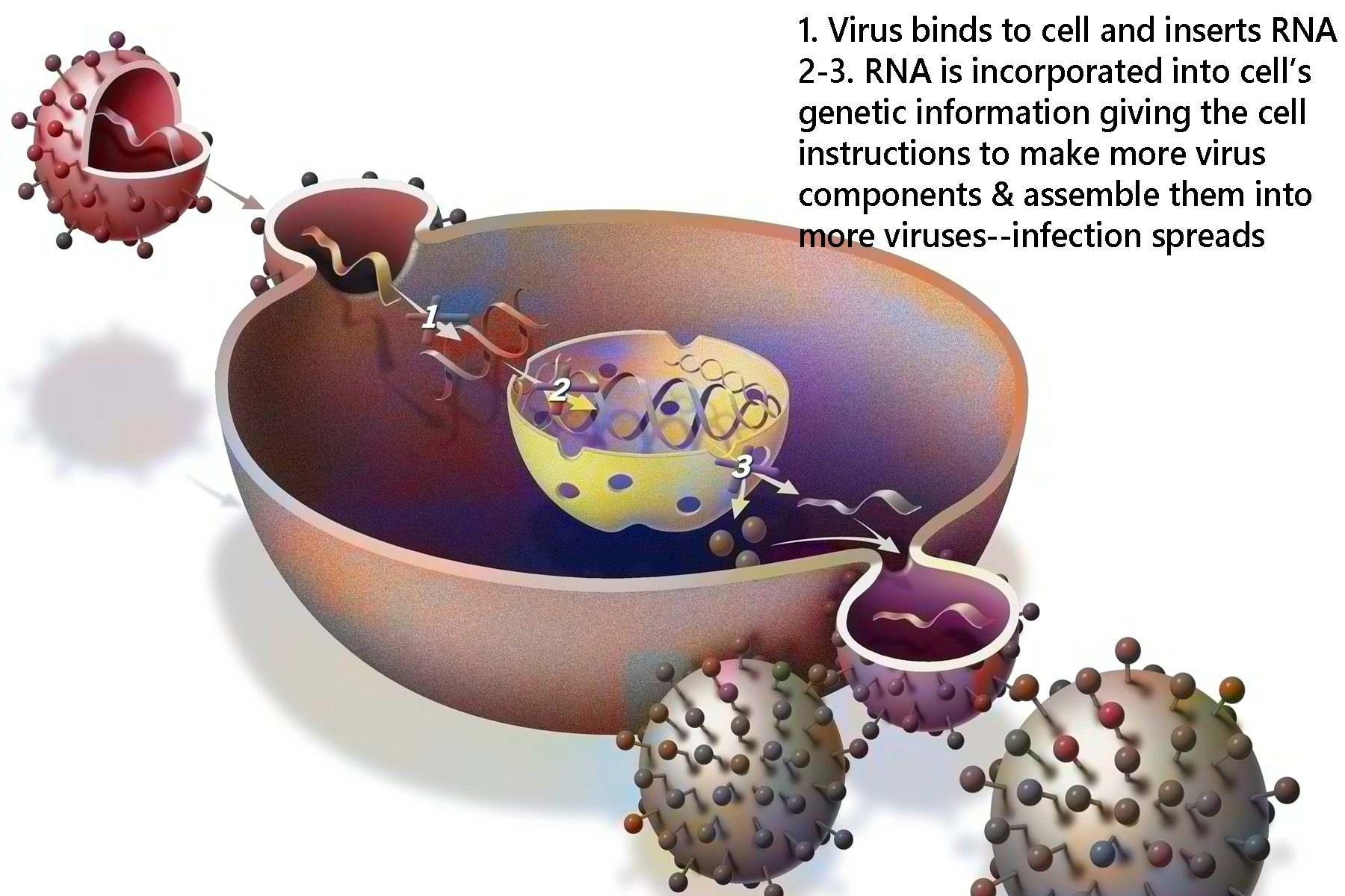 Spike protein of retroviruses like COVID, Flu, Rhinoviruses... work