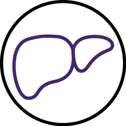 Liver does some 450 functions that rely on methylation
