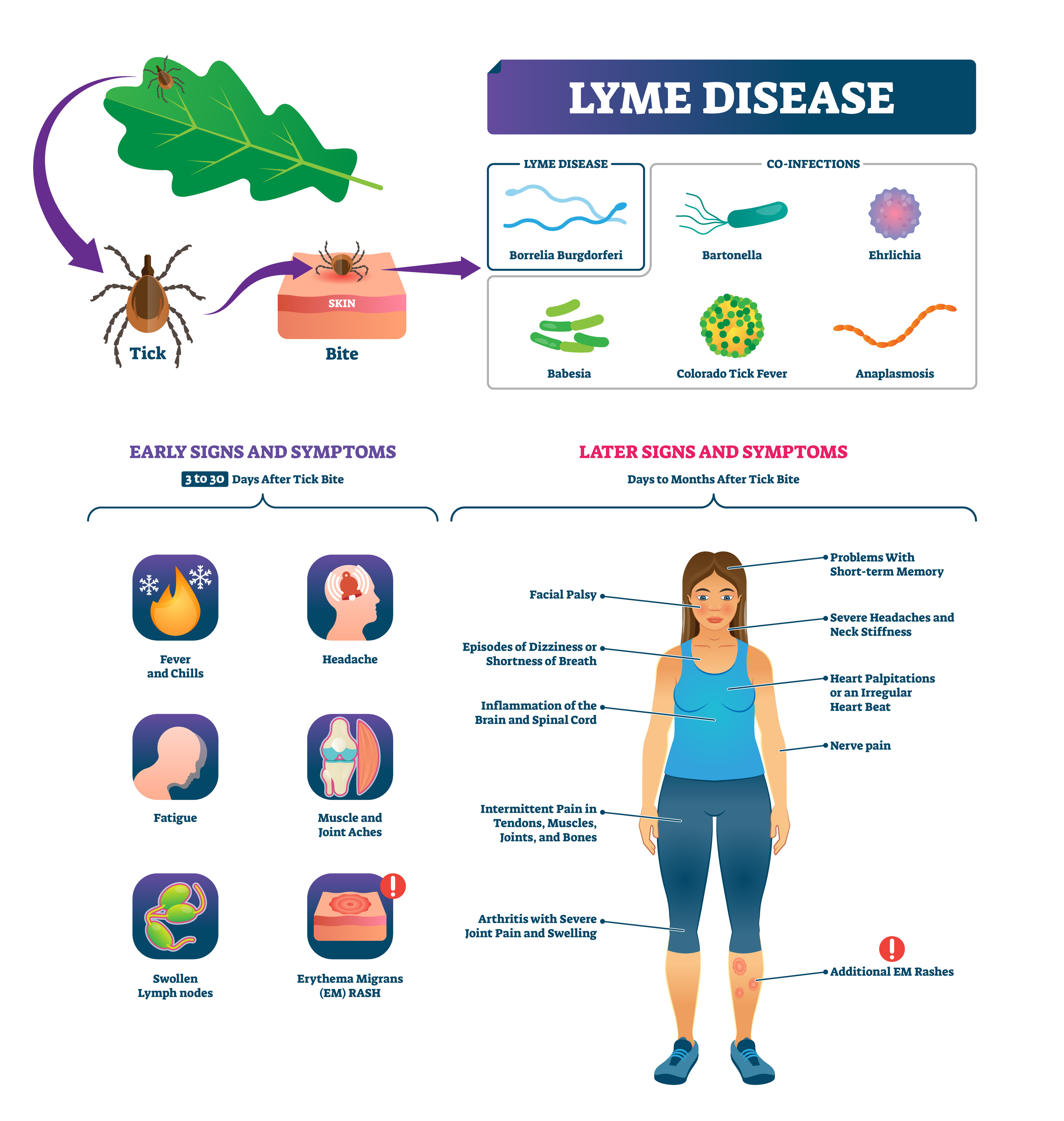 Lyme disease, early and late symptoms