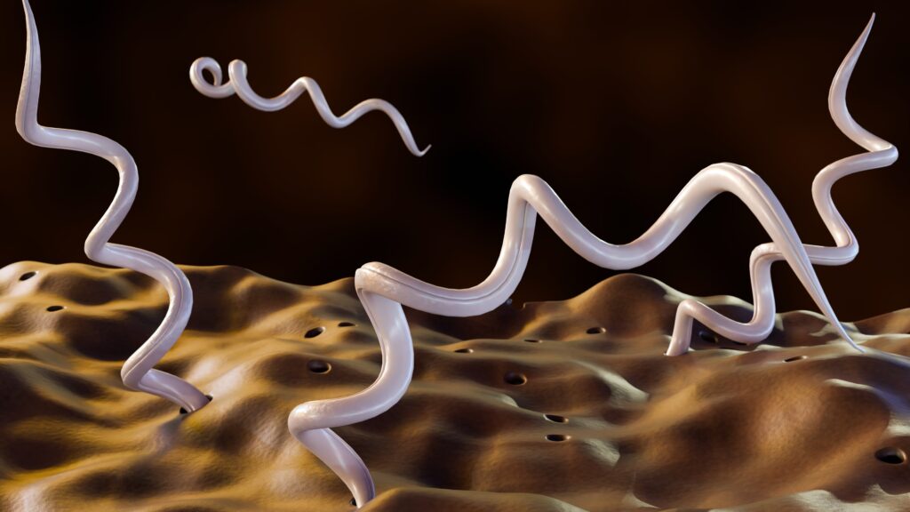 Borrelia burgdorferi spirochete, Lyme disease bores into cells, including central nervous system, to create many debilitating symptoms
