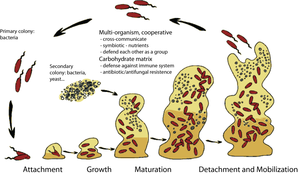 How biofilms form, protect pathogens, and then release them to cause a return of symptoms